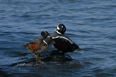 Harlequin Ducks (juvenile and adult males)
