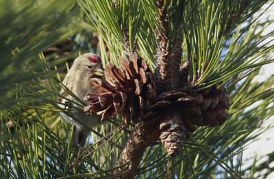 Common Redpoll