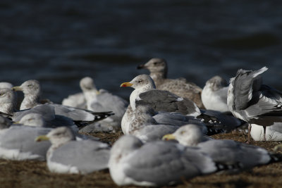 Lesser Black-backed Gull (and friends)