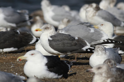 Lesser Black-backed Gull (and friends)