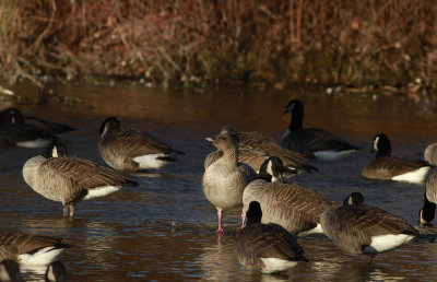 Pink-footed Goose and Canada Geese