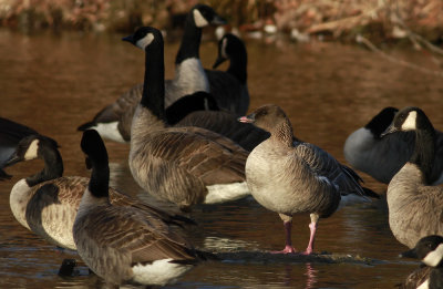 Pink-footed Goose and Canada Geese