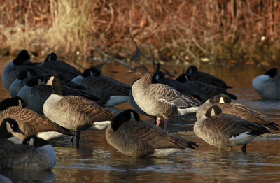 Pink-footed Goose and Canada Geese
