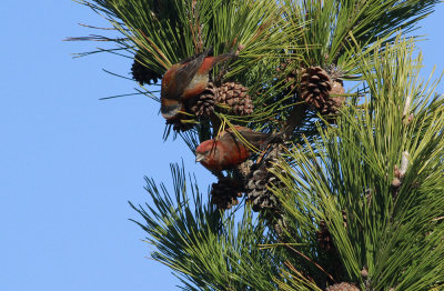 Red Crossbills