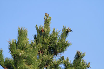 Red Crossbills