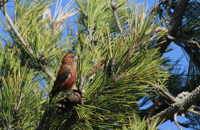 Red Crossbill