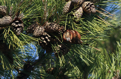 Red Crossbill