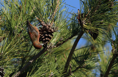 Red Crossbill