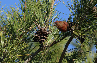 Red Crossbill