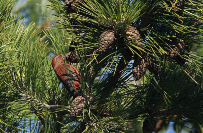 Red Crossbill