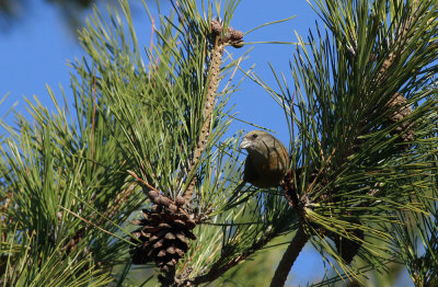 Red Crossbill