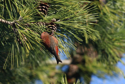 Red Crossbill