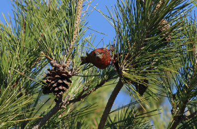 Red Crossbill