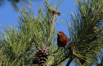 Red Crossbill