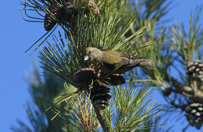 Red Crossbill