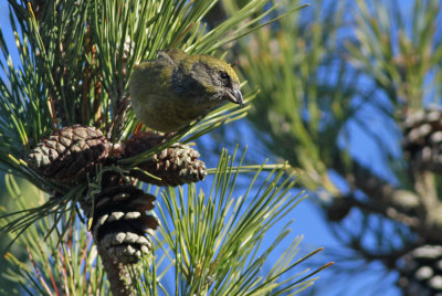 Red Crossbill