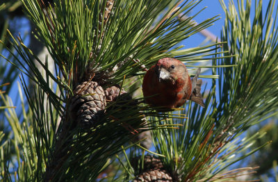 Red Crossbill