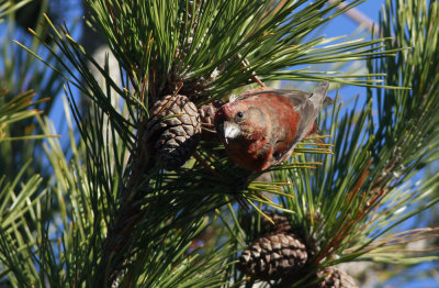 Red Crossbill