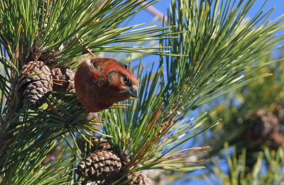 Red Crossbill