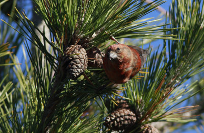 Red Crossbill