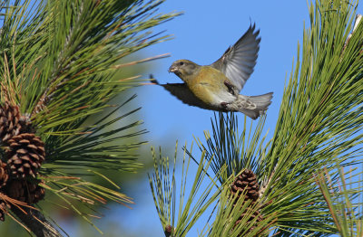 Red Crossbill