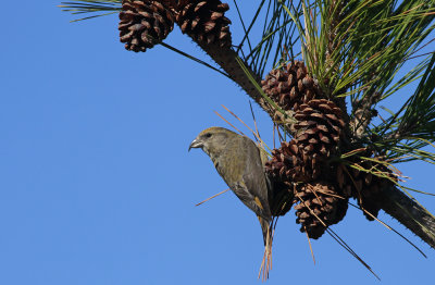 Red Crossbill