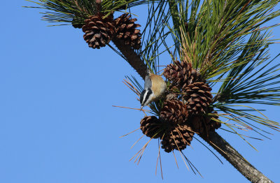 Red-breasted Nuthatch