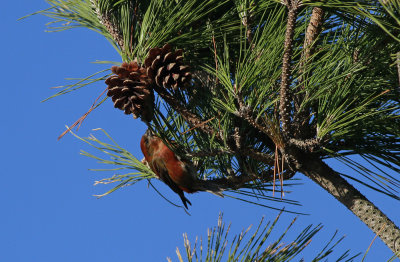 Red Crossbill