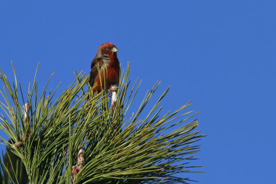 Red Crossbill