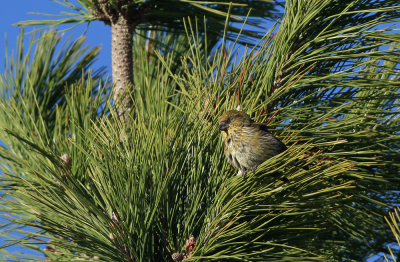 Red Crossbill