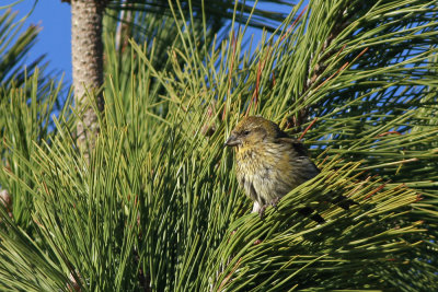 Red Crossbill