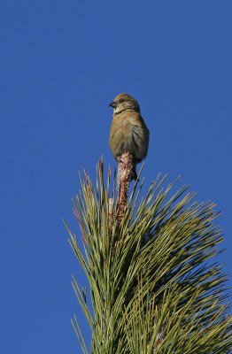 Red Crossbill