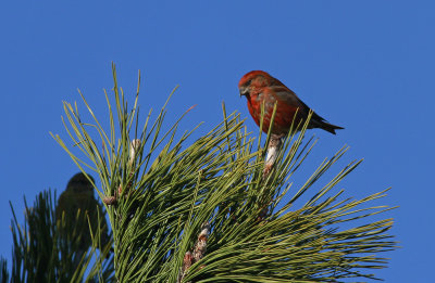 Red Crossbill