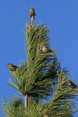 Red Crossbills