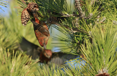 Red Crossbills