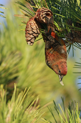 Red Crossbill