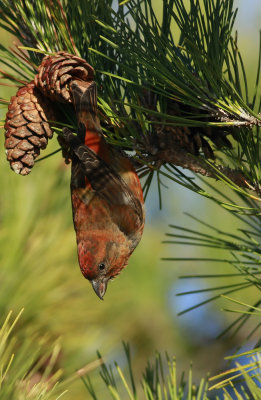 Red Crossbill