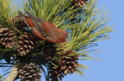 Red Crossbill