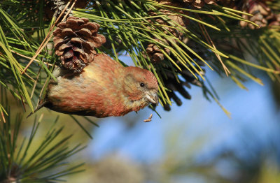 Red Crossbill