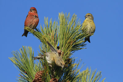 Red Crossbills