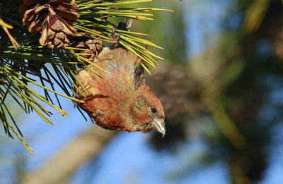 Red Crossbill