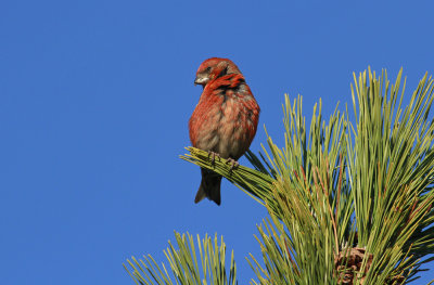 Red Crossbill