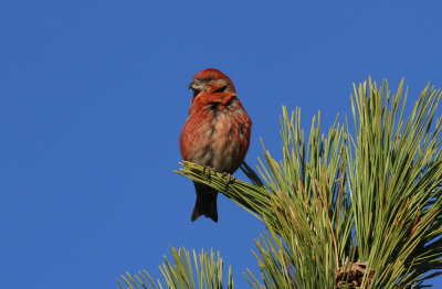 Red Crossbill