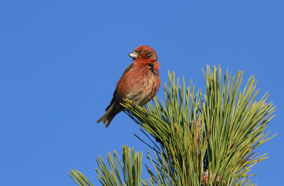 Red Crossbill