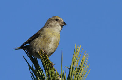 Red Crossbill