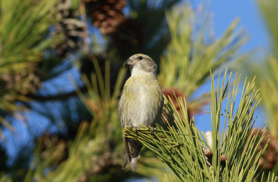 Red Crossbill