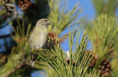 Red Crossbill