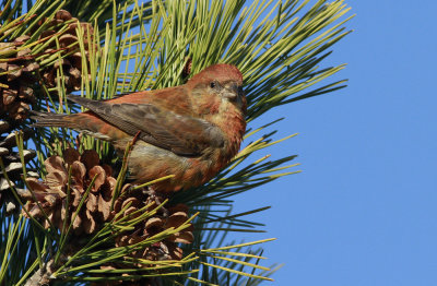 Red Crossbill