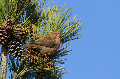 Red Crossbill