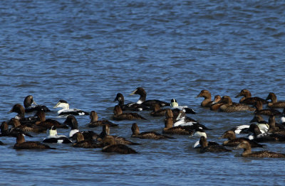 Common Eiders